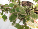 plectranthus