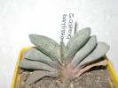 Gasteria baylissiana