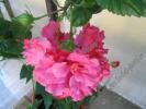 Hibiscus Mrs George Davis 4