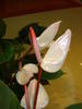 ANTHURIUM ROZ