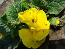 Yellow Primula (2009, May 17)