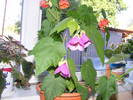 Abutilon