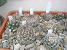 cactusi la jardiniera stanga - 31.10