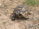 Testudo greaca ibera