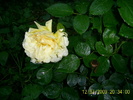 trandafirii (9)