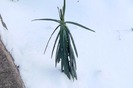 Euphorbia lathyris, 21 decembrie 2009