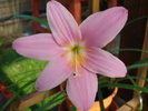 Pink Rain Lily (2009, Sep.04)