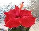 Hibiscus Catavki 3