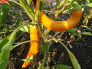 Orange Cayenne Pepper (2009, Aug.29)