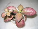 Episcia Country Clown 4