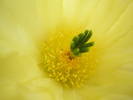 Echinocereus inermis v. in ermis - macro floare