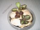 Episcia mix 2