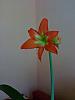 Hippeastrum portocaliu