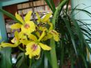 Laeliocattleya