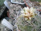 Gymnocalycium - 08.07