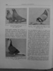 cresterea porumbeilor-peterfi 213