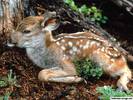 black-tailed-deer-fawn_1024