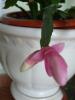 schlumbergera