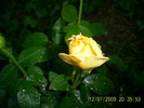 trandafirii (22)