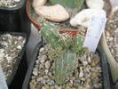 Opuntia fragilis - 16.05