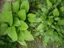 hosta