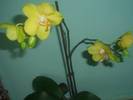 Orhidee galbena