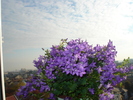 CAMPANULA