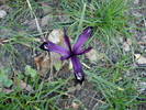 Iris reticulata Purple Gem (2009, Mar.22)