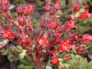 Flori Echeveria affinis