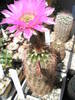 Echinocereus reichenbachii v. bayleii - 25.06