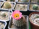 Notocactus schlosseri