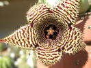 Huernia stapelioides - macro floare