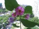 abutilon