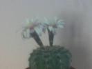 Cactus cu floare alba