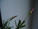 boboc de oxalis versicolor