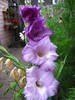 Gladiola Milka 21 iul 2009 (1)