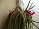 Aporocactus flageliformis - mama