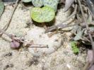 Ceropegia linearis ssp. woodii - caudex