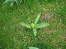 Garden Hyacinth (2009, March 30)