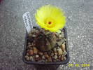 Notocactus ottonis