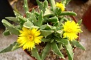 Faucaria