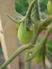 Tomato Yellow Pear (2009, June 10)