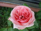 Rose Pleasure (2009, May 29)