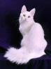 turkishangora01