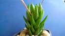 Haworthia  coarctata fma. greenii