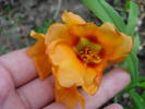 Orange Portulaca (2009, July 10)