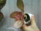 Episcia Thad's Pink Flamingo