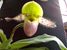 Paphiopedilum 'Pinocchio'