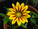 Gazania_Treasure Flower (2009, Sep.12)