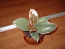 puiut ficus 5